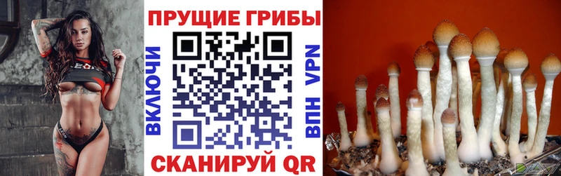 MEGA ссылка  Александровское  Галлюциногенные грибы Psilocybine cubensis 